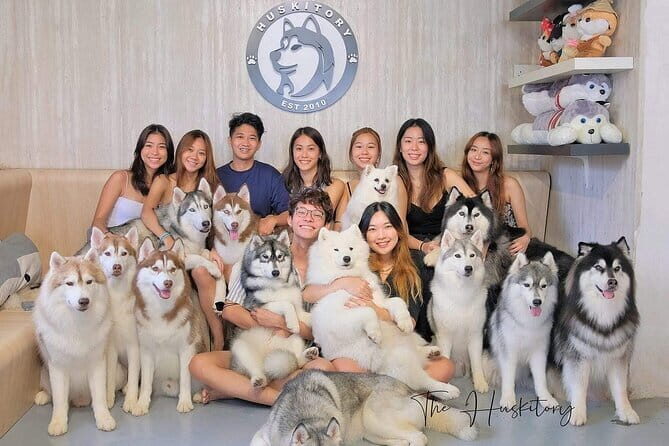 Huskitory Connecting People and Dogs - The vibe: clean, professional, and made for smiles
