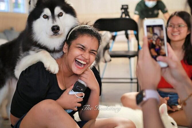 Huskitory Connecting People and Dogs - Key things that make Huskitory worth your hour