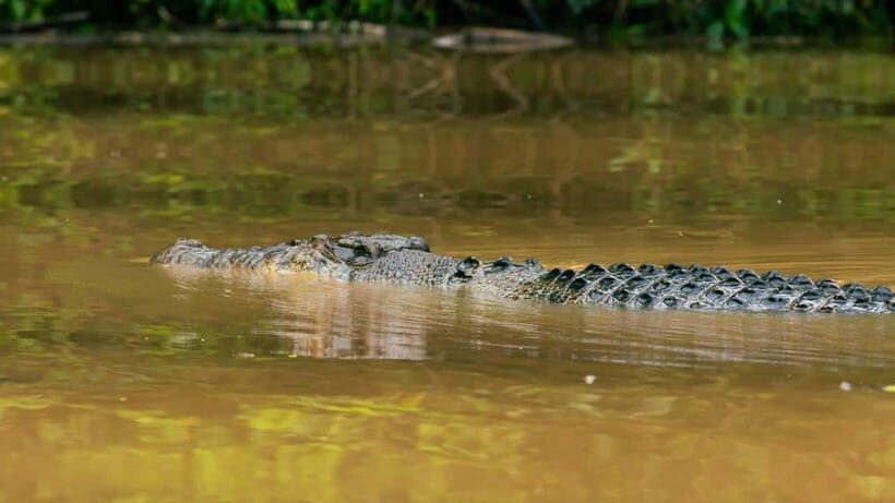 Kinabatangan River Trip from Sandakan with Lunch Included - Kinabatangan River from Sandakan: A day built for animal spotting