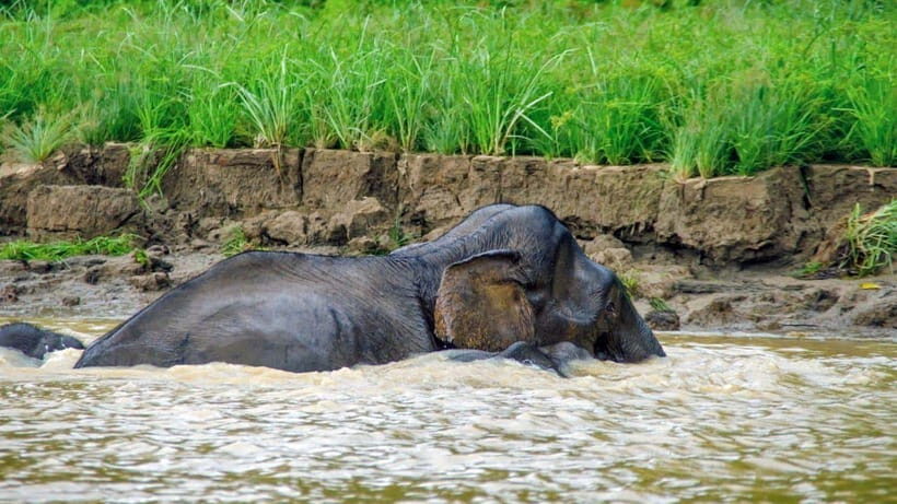 Kinabatangan River Trip from Sandakan with Lunch Included - Sepilok Orang Utan Sanctuary area and lunch at Sepilok Jungle Resort