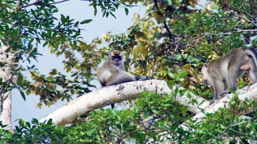 Kinabatangan River Trip from Sandakan with Lunch Included - Who this Kinabatangan day trip fits best