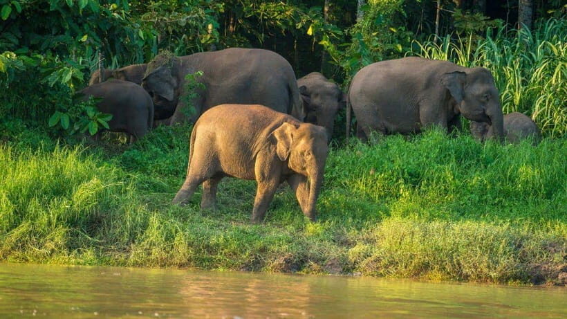 Kinabatangan River Trip from Sandakan with Lunch Included - Pickup timing and the real question: how long is the day?