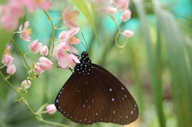 KL Butterfly Park Admission with Kuala Lumpur Famous Landmarks - KL Butterfly Park With Landmarks: what this ticket really combines