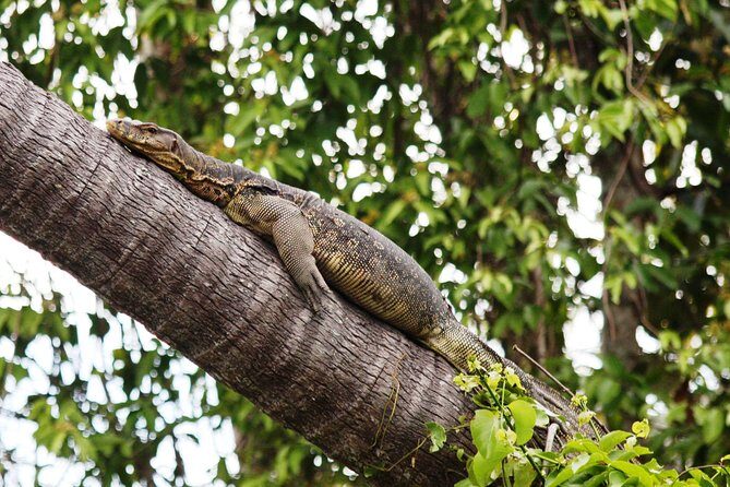 Klias Wildlife Safari River Cruise from Kota Kinabalu - Transfers, groups, and guides: how logistics affect your sightings
