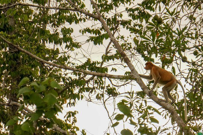 Klias Wildlife Safari River Cruise from Kota Kinabalu - Cruise one in the Klias Wetlands: mangroves, monkeys, and crocodiles