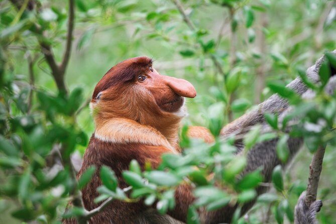Klias Wildlife Safari River Cruise - Proboscis Monkey & Fireflies - High tea at the river lodge and the daytime river safari