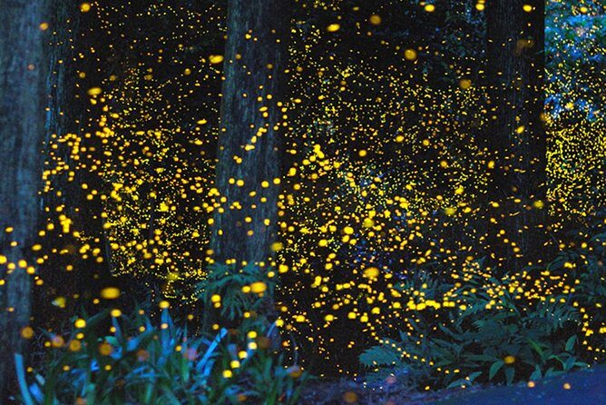 Kota Kinabalu K2 Fireflies Sunset River Cruise Tour with Dinner - Key Points You’ll Care About