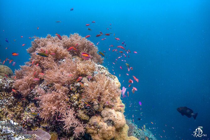 Kota Kinabalu Leisure Scuba Diving Trip (3 Dives) - Who This Trip Fits Best in Your Kota Kinabalu Plan