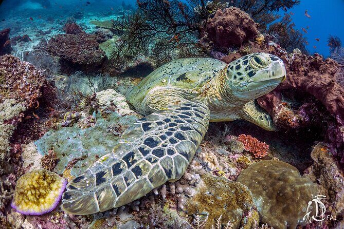 Kota Kinabalu Leisure Scuba Diving Trip (3 Dives) - Weather Matters: When Plans Change in Sabah