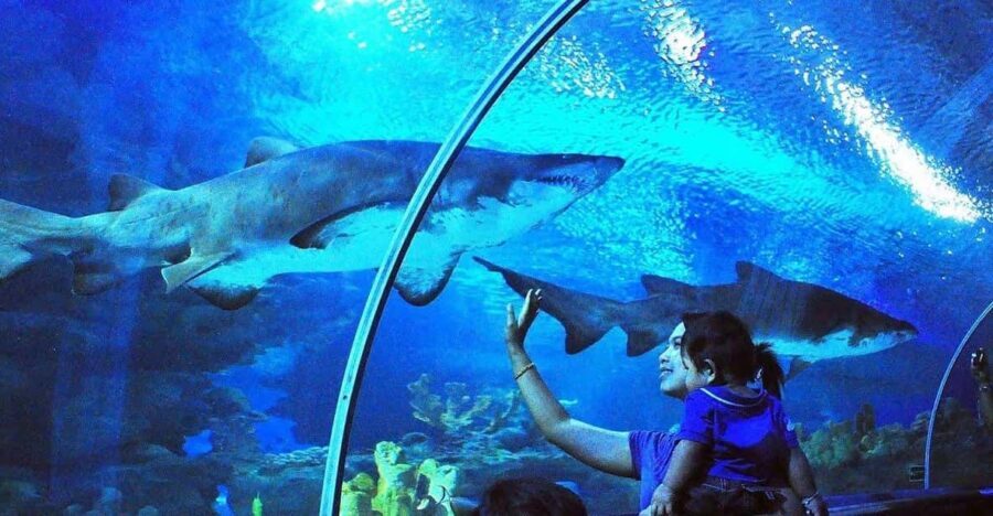 Kuala Lumpur: Aquaria KLCC Entry Ticket - Getting in and finding your way fast at KLCC