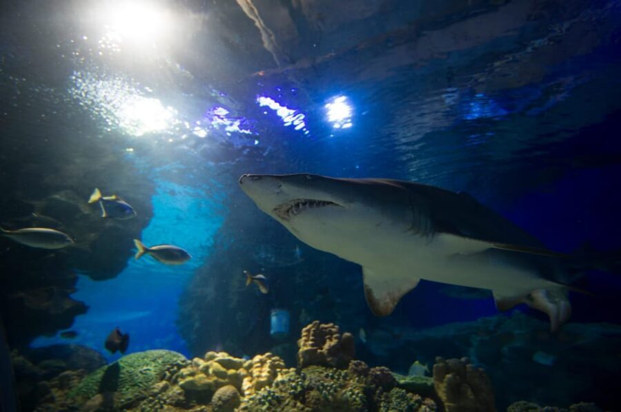 Kuala Lumpur: Aquaria KLCC Entry Ticket - Price and value: is $14 the right deal?