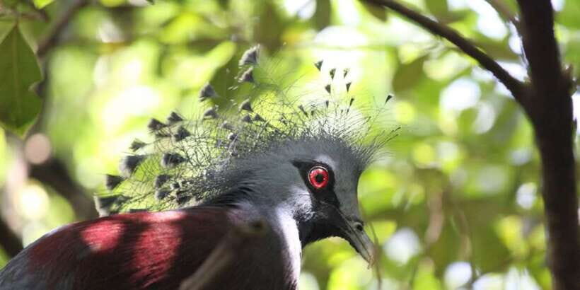 Kuala Lumpur: Bird Park, Butterfly & Garden Private Tour - Who this tour is best for (and who might want a different plan)