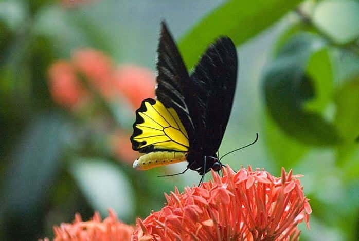 Kuala Lumpur: Bird Park, Butterfly & Garden Private Tour - A 4-hour private route through KL’s Bird, Butterfly, and Flower Parks