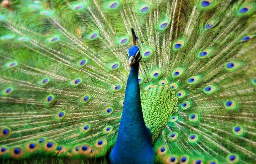 Kuala Lumpur: Bird Park, Butterfly & Garden Private Tour - Perdana Botanical Garden sightseeing: a calm warm-up before the animals