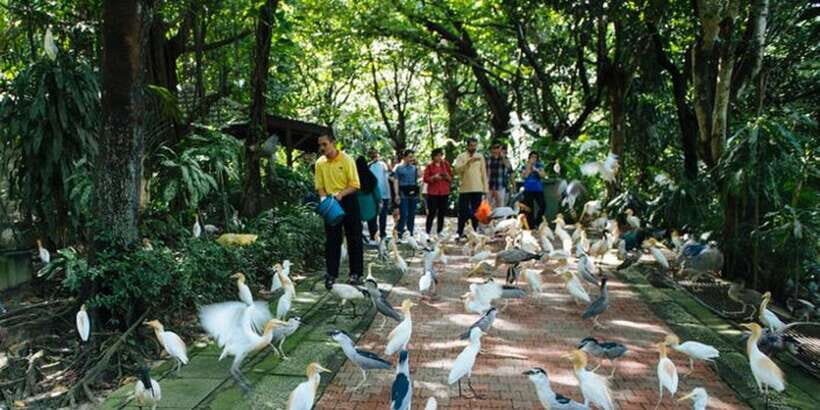 Kuala Lumpur: Bird Park, Butterfly & Garden Private Tour - KL Bird Park: walking into a free-flight aviary and timing the shows