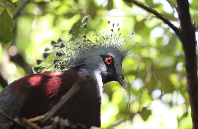 Kuala Lumpur: Bird Park, Butterfly & Garden Private Tour - Orchid and Hibiscus Gardens: 700+ varieties and Malaysia’s national flower
