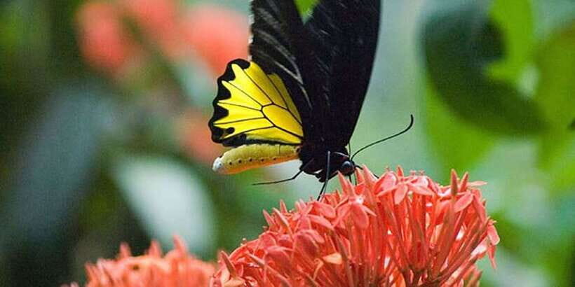 Kuala Lumpur: Bird Park, Butterfly & Garden Private Tour - The return loop: ASEAN Garden and Lake Garden views
