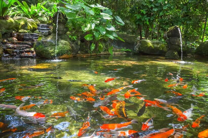 Kuala Lumpur: Bird Park Day Ticket & 1-Way Transfer - Key highlights to know before you go
