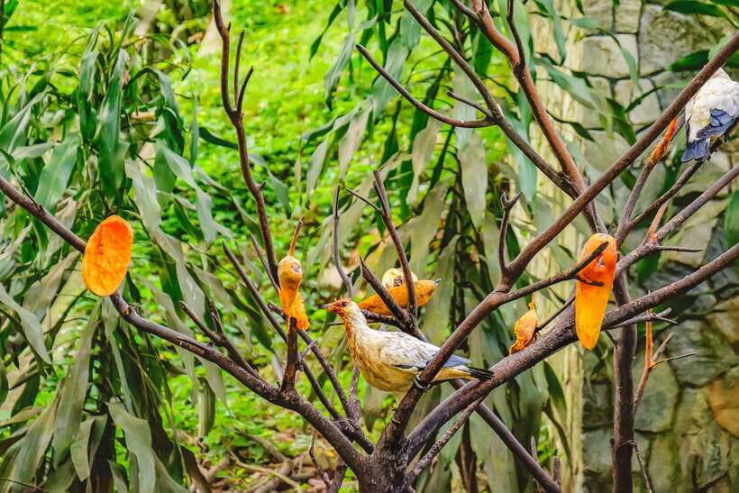 Kuala Lumpur: Bird Park Day Ticket & 1-Way Transfer - Kuala Lumpur Bird Park: Why This Aviary Feels Different