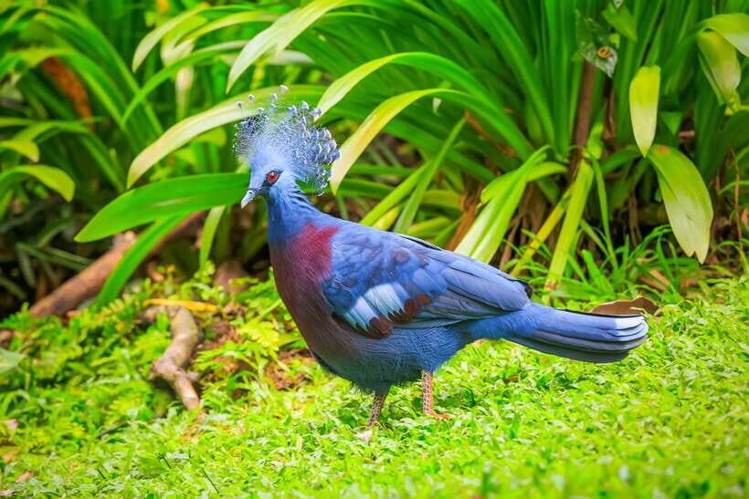 Kuala Lumpur: Bird Park Day Ticket & 1-Way Transfer - Getting there from your hotel: Golden Triangle pickup, timing, and limits