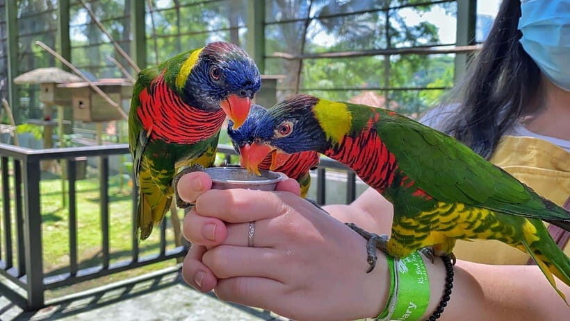 Kuala Lumpur: Bird Park Day Ticket & 1-Way Transfer - Inside the park: How the free-flight zones work (Zones 1–3)