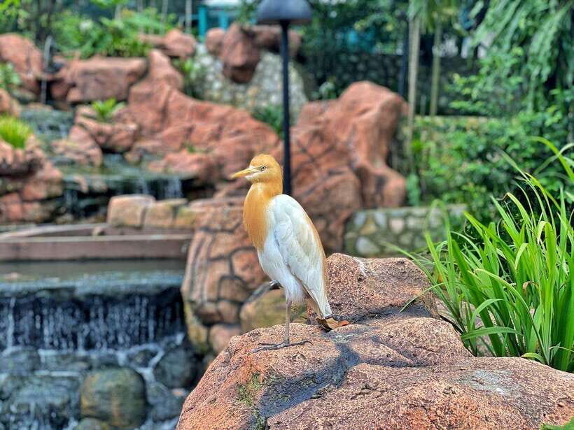 Kuala Lumpur: Bird Park Day Ticket & 1-Way Transfer - Hornbill Park: The signature stop you’ll remember