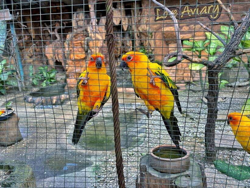Kuala Lumpur: Bird Park Day Ticket & 1-Way Transfer - Bird feedings and shows: Plan your timing for maximum action