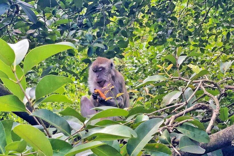 Kuala Lumpur: Bird Park Day Ticket & 1-Way Transfer - What to bring (and what to skip) for an easier day