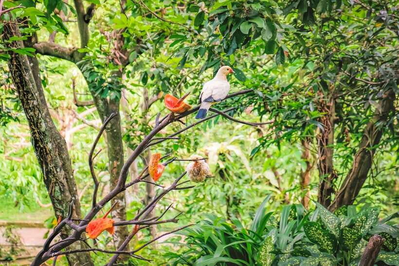 Kuala Lumpur: Bird Park Day Ticket & 1-Way Transfer - Price and ticket value at around $30 per person