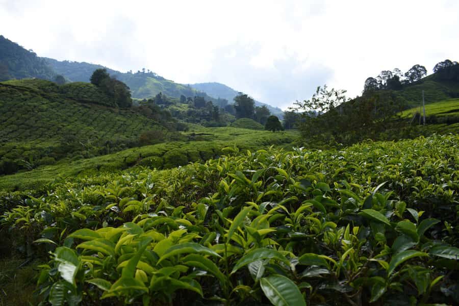 Kuala Lumpur: Cameron Highlands, Batu Caves Private Day Trip - BOH Sungai Palas Tea Plantation: panoramic views plus fresh tea
