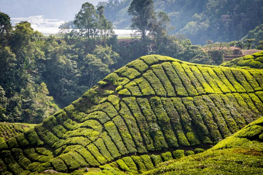 Kuala Lumpur: Cameron Highlands, Batu Caves Private Day Trip - Lata Iskandar Waterfall: a leg-stretcher with snack-and-craft browsing