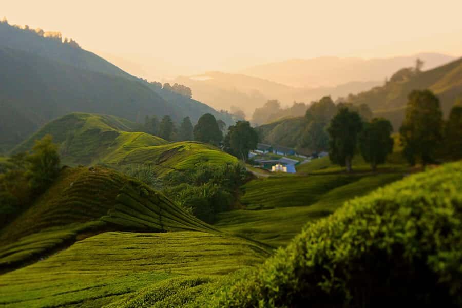 Kuala Lumpur: Cameron Highlands, Batu Caves Private Day Trip - Cameron Valley tea viewpoints: photos now, tea later