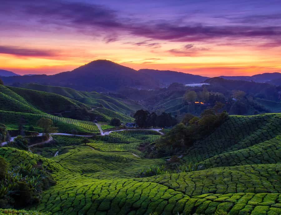 Kuala Lumpur: Customize Your Cameron Highlands Itinerary - Key Points at a Glance