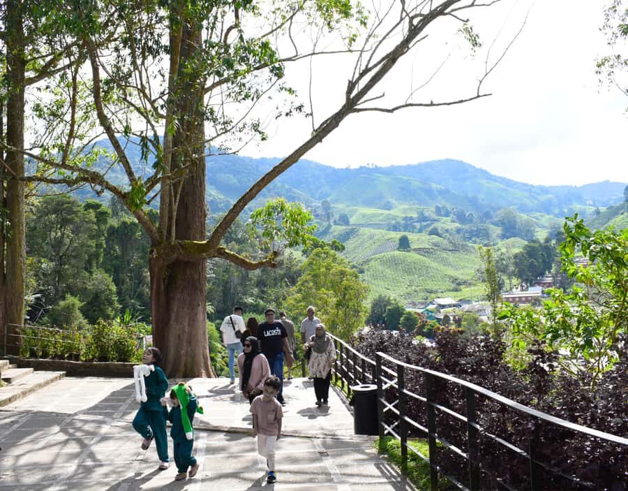 Kuala Lumpur: Customize Your Cameron Highlands Itinerary - Transportation, Timing, and What Your Shoes Should Be Doing