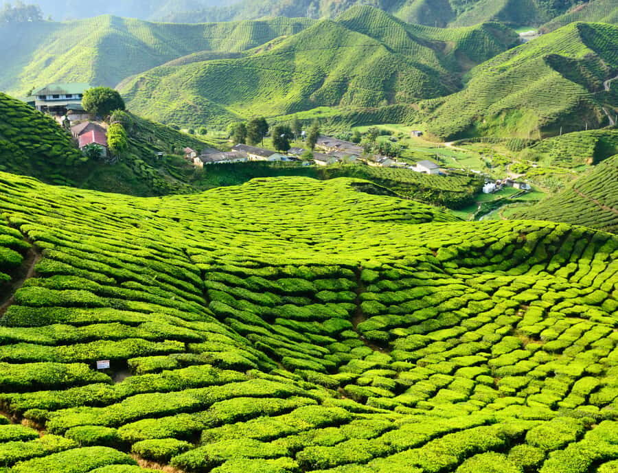 Kuala Lumpur: Customize Your Cameron Highlands Itinerary - Lata Iskandar Waterfall Stop: Quick, Local, and Convenient