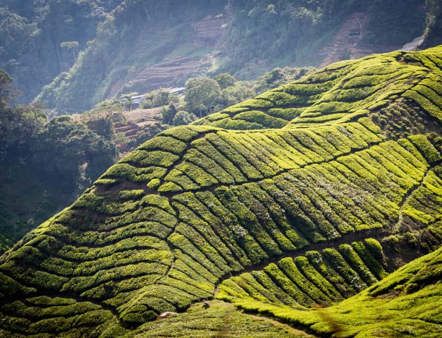 Kuala Lumpur: Customize Your Cameron Highlands Itinerary - BOH Tea Centre at Sungai Palas: Your Tea Finale (Not Just Another Stop)