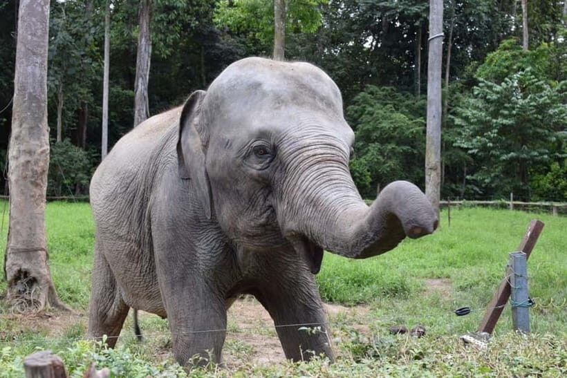 Kuala Lumpur Day Tour: Batu Caves & Elephant Sanctuary - Key highlights at a glance