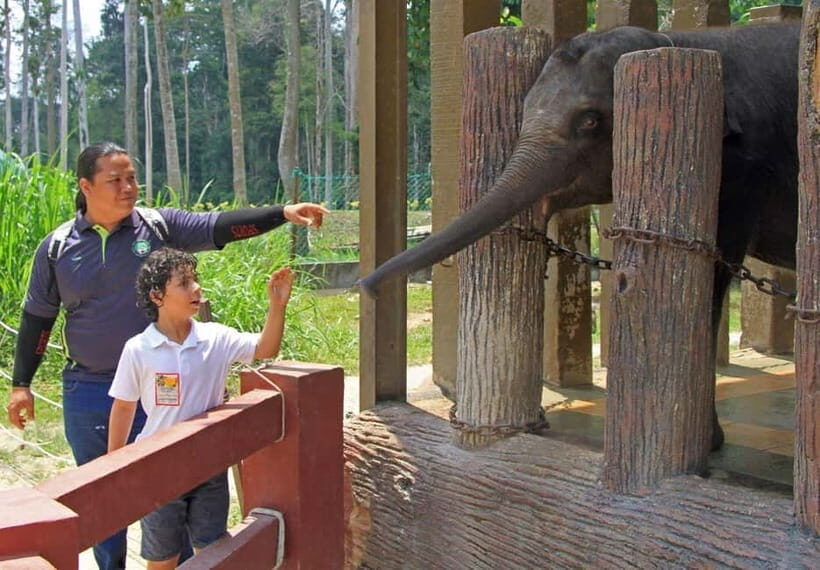 Kuala Lumpur Day Tour: Batu Caves & Elephant Sanctuary - Temple Cave inside: shrines, carvings, and limestone drama