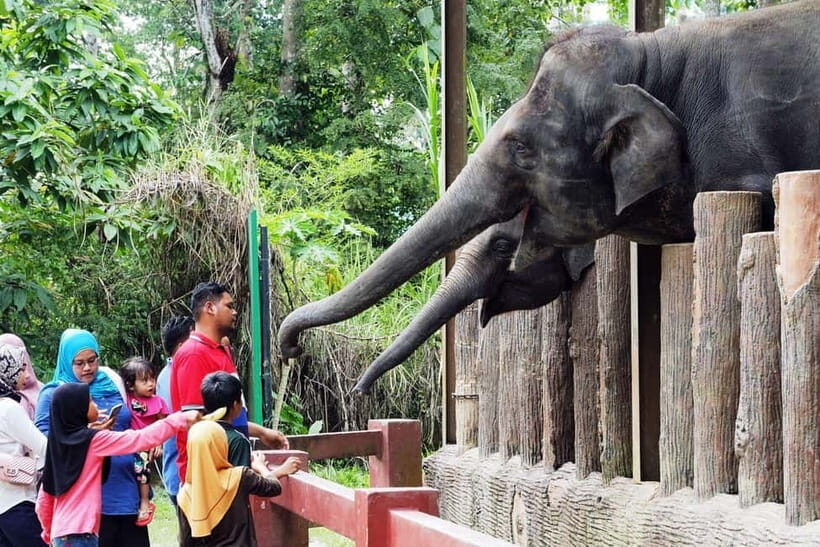 Kuala Lumpur Day Tour: Batu Caves & Elephant Sanctuary - The 272 steps up to Temple Cave (and how to handle them)