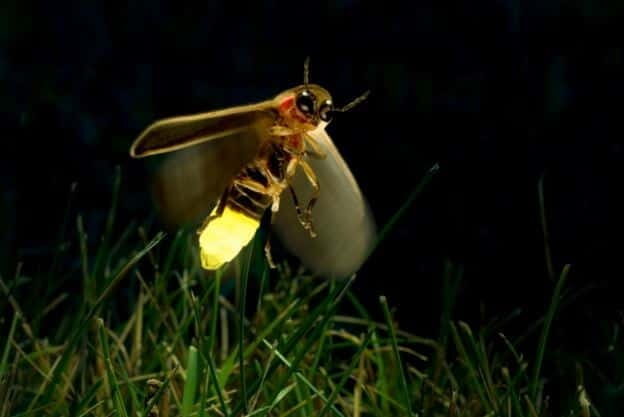 Kuala Lumpur: Fireflies & Blue Tears Tour with Seafood Meal - How the Kuala Lumpur to Kuala Selangor drive sets the mood