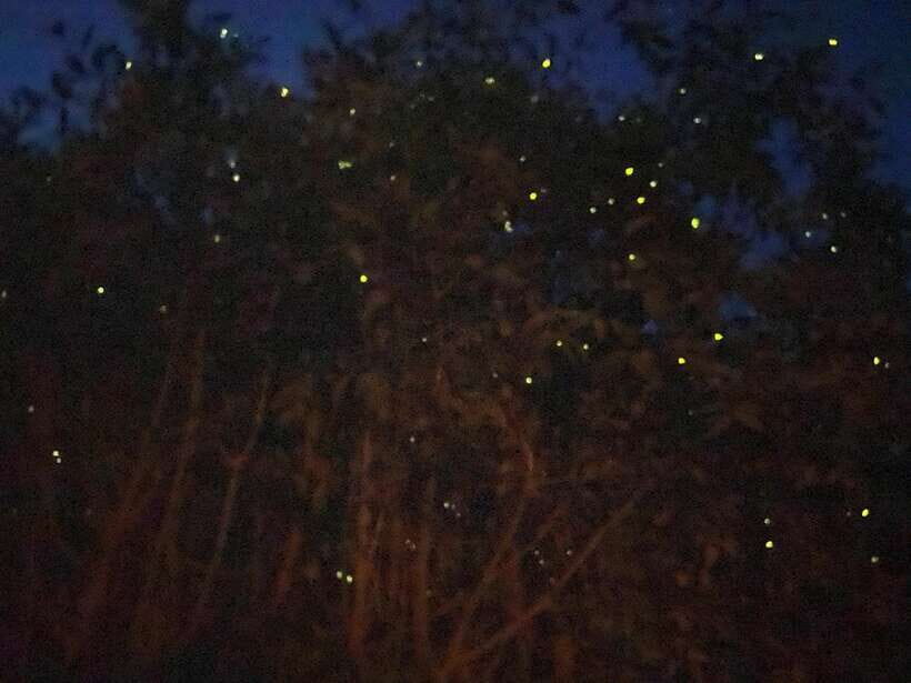 Kuala Lumpur: Kuala Selangor Fireflies and Blue Tears Tour - Key points before you go