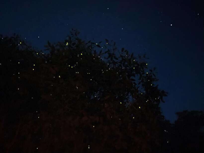 Kuala Lumpur: Kuala Selangor Fireflies and Blue Tears Tour - Monkey time at Kota Melawati: close encounters, real energy
