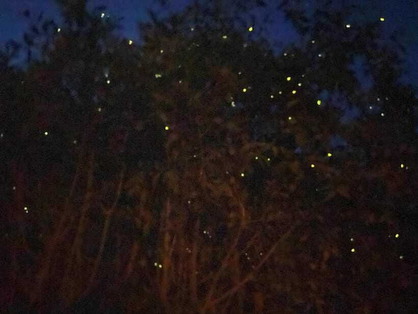 Kuala Lumpur: Kuala Selangor Fireflies and Blue Tears Tour - The firefly river cruise: where the synchronized light show happens