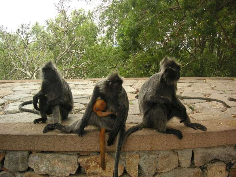 Kuala Lumpur: Kuala Selangor Firefly Tour and Dinner - Bukit Melawati and Fort Altingsburg: monkeys, birds, and a hilltop lighthouse vibe