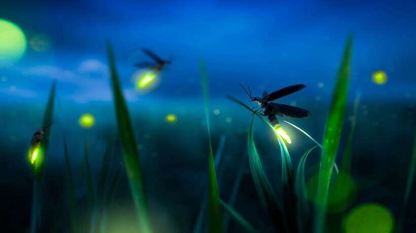 Kuala Lumpur: Kuala Selangor Firefly Tour and Dinner - Practical tips to make your night boat experience better