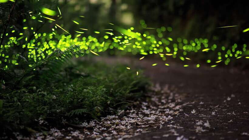 Kuala Lumpur: Kuala Selangor Firefly Tour and Dinner - The 6-hour plan that actually makes sense: KL pickup to Kuala Selangor return