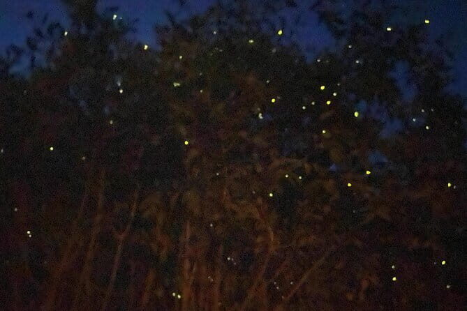 Kuala Selangor Fireflies and Blue Tears Tour with Dinner (SIC) - Key things to know before you go