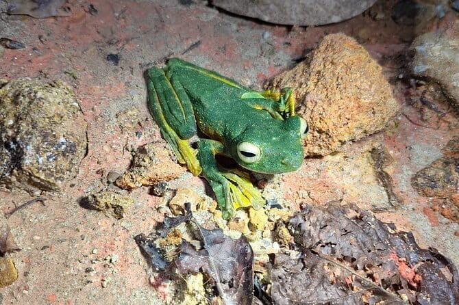 Kubah's Nocturnal Wonders Nighttime Frog Safari - Key things to know before your night safari