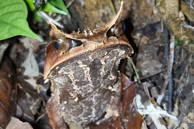 Kubah's Nocturnal Wonders Nighttime Frog Safari - Kubah at Night: what you’re really signing up for