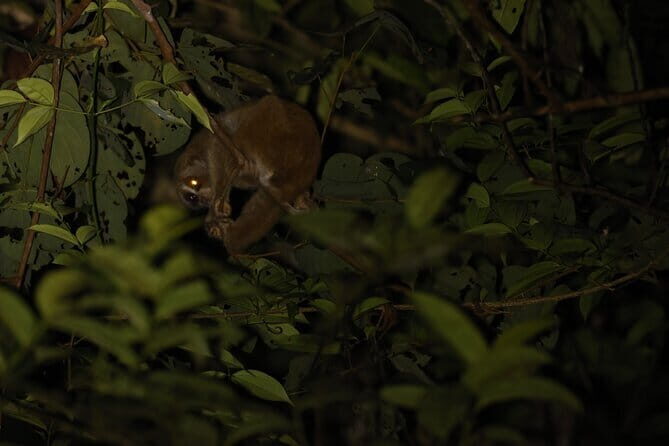 Kubah's Nocturnal Wonders Nighttime Frog Safari - Price and value: $75.69 and what you’re getting for it